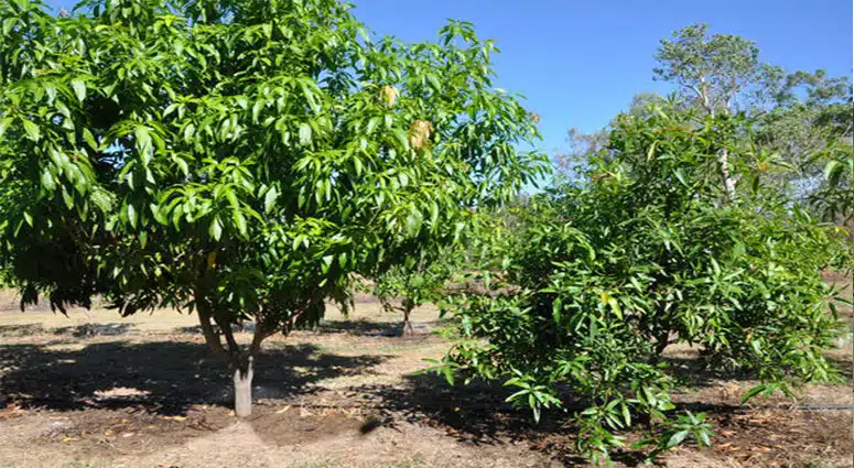 How to Prune Mango and Citrus Trees in Southwest Florida