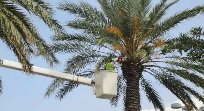 Discount Tree_tree removal Pompano Beach FL_featured image