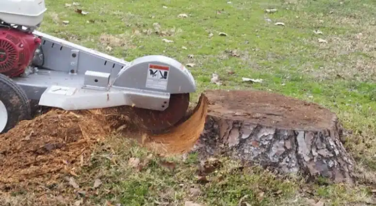 Discount Tree_tree removal Pompano Beach FL_featured image
