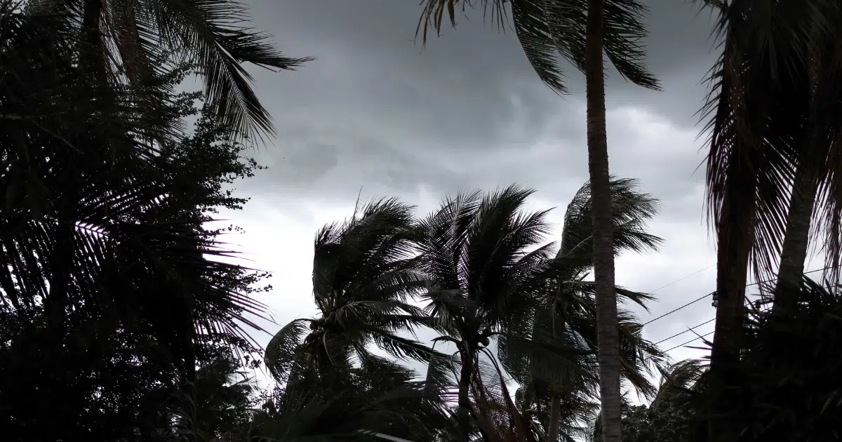 How to Prepare Your Trees for Hurricane Season in Southwest Florida