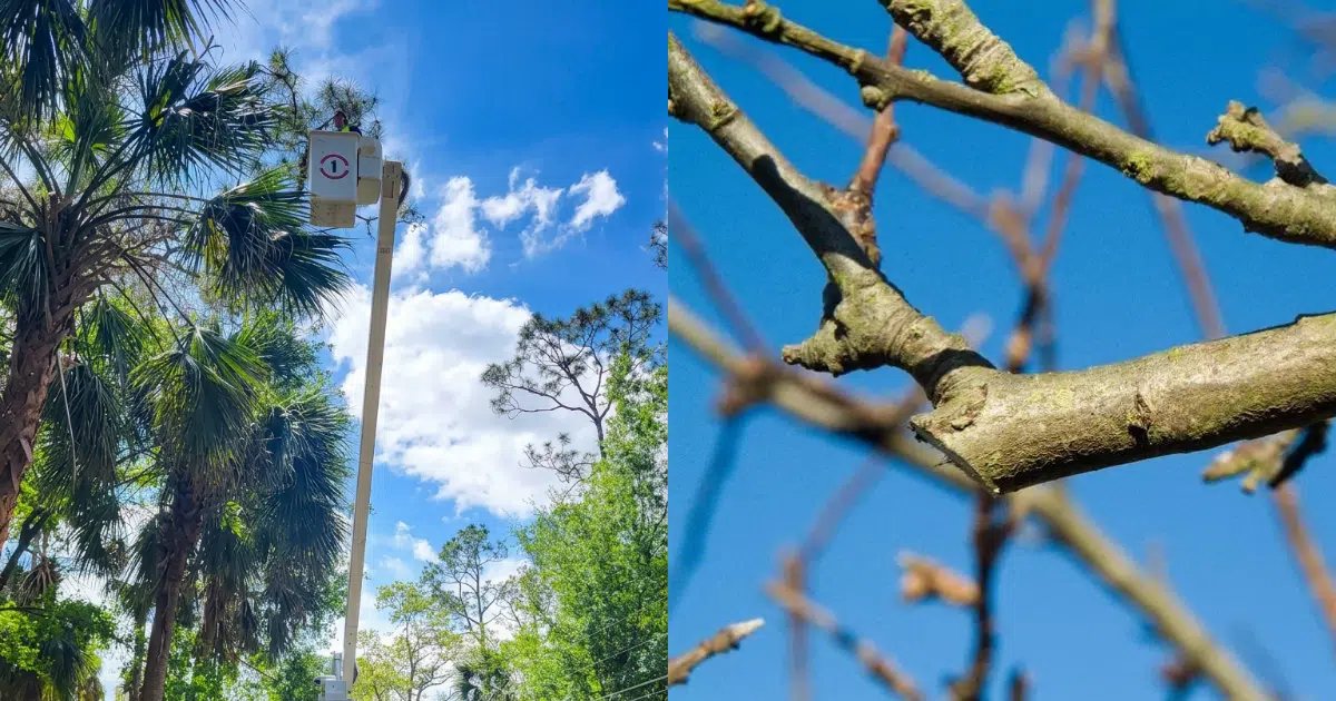 Tree Trimming vs. Tree Pruning: What’s the Difference and Which Do You Need?