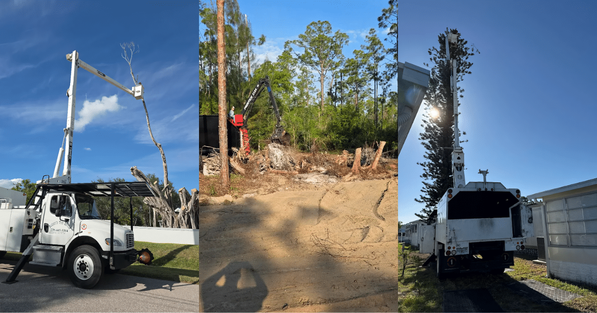 What Questions Should You Ask Before Hiring a Tree Service in Florida?