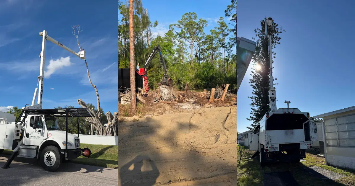 What Questions Should You Ask Before Hiring a Tree Service in Florida?