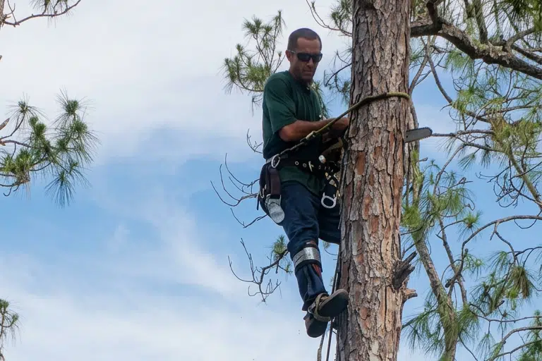 Alex Salgado-Discount Tree Service Alex Salgado-Discount Tree Service