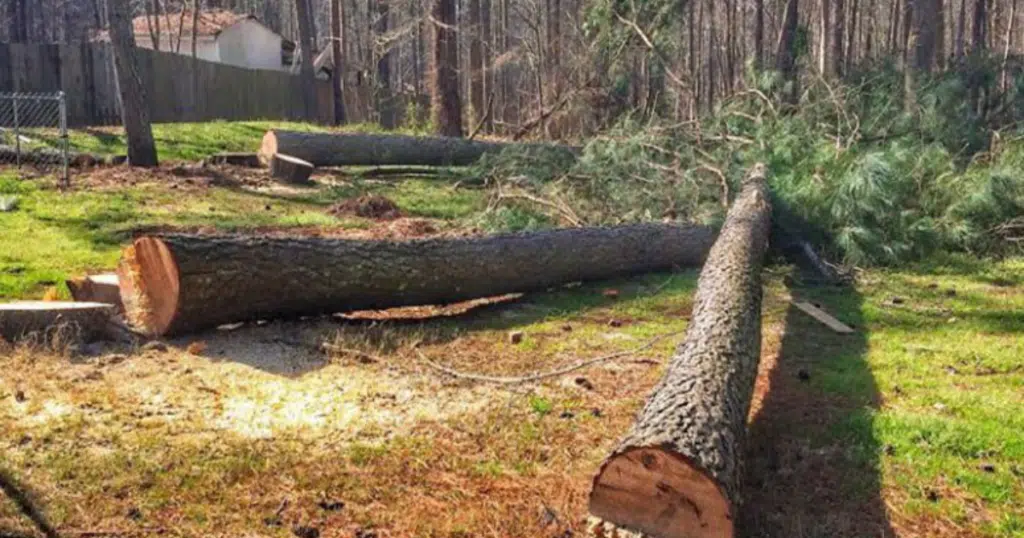 Discount Tree_tree removal Pompano Beach FL_featured image