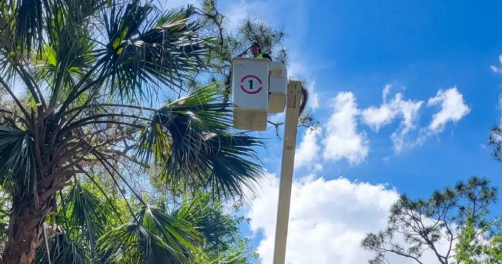 Discount Tree_tree removal Pompano Beach FL_featured image