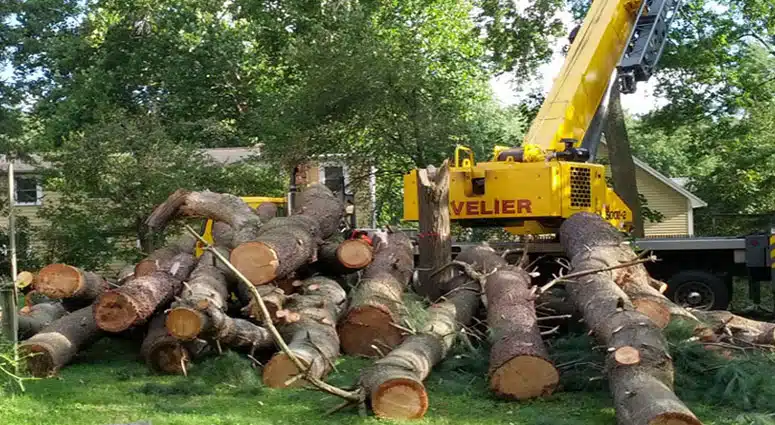 Does Homeowners Insurance Cover Tree Removal in Florida?